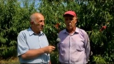 Сельхозтоваропроизводители Сулейман-Стальского района приступили к уборке урожая плодовых культур