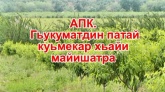 Съемочная группа Касумкетского телевидения побывала в двух хозяйствах, развивающих садоводство и виноградарство с помощью господдержки: КФХ «Бабаев» Н..М. и ИП «Амир» Казиахмедов А.К.